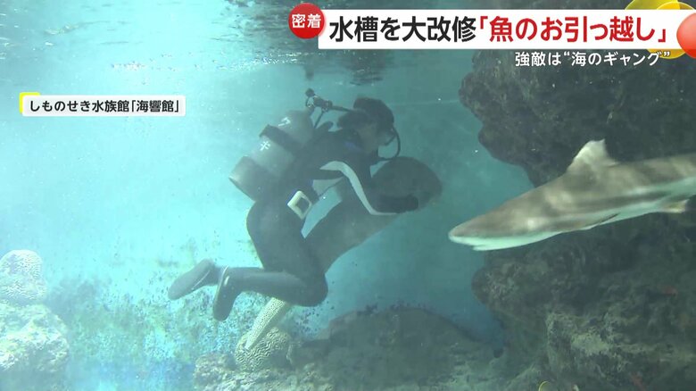 大規模改修のために行われた魚の引っ越し