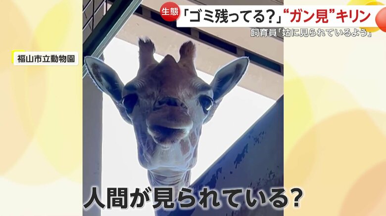 キリンに限らず動物は人のことをよく観察しているという