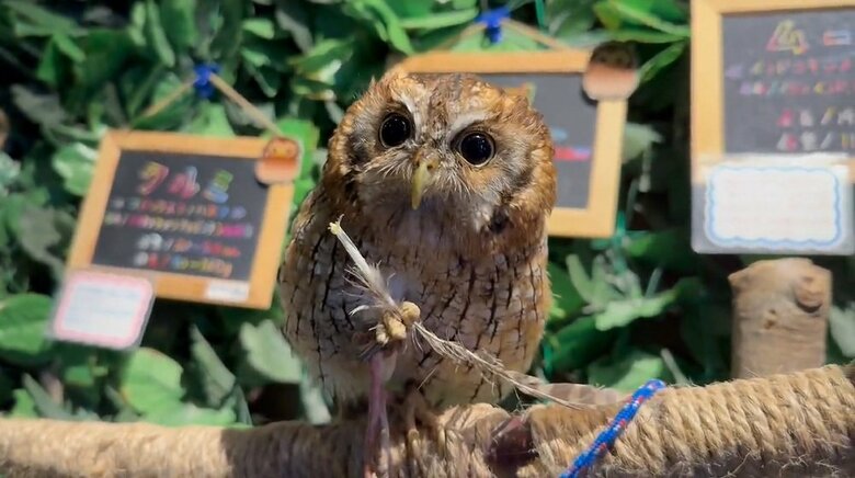 足で受け取った羽根を持つクルミちゃん