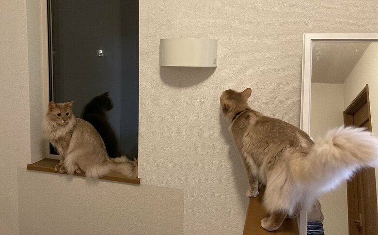 出窓にいる凪くん（左）に、ついて行けなくてオロオロする颯くん（右）