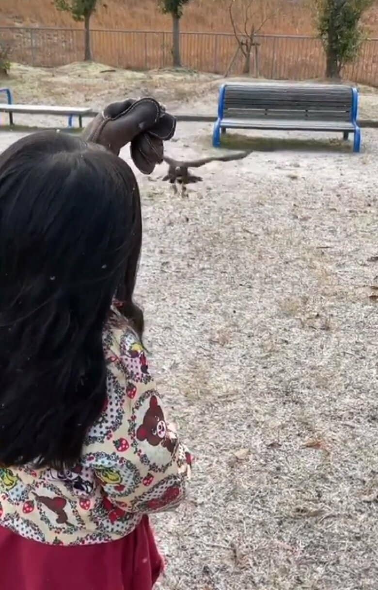 地面すれすれを飛んで