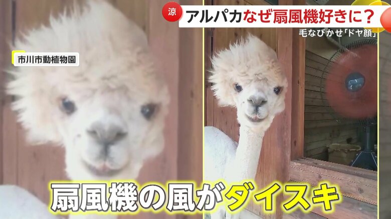 扇風機の風が大好きだというアルパカのマシュちゃん 