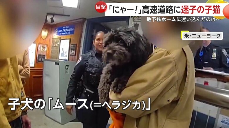 飼い主に無事引き取られた子犬の「ムース」