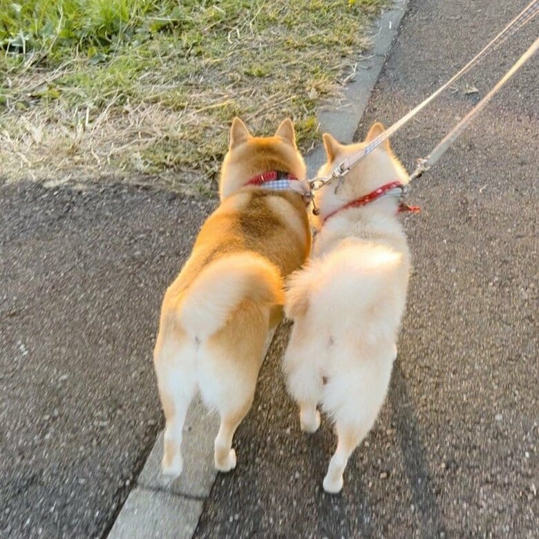 仲良く並んでお散歩