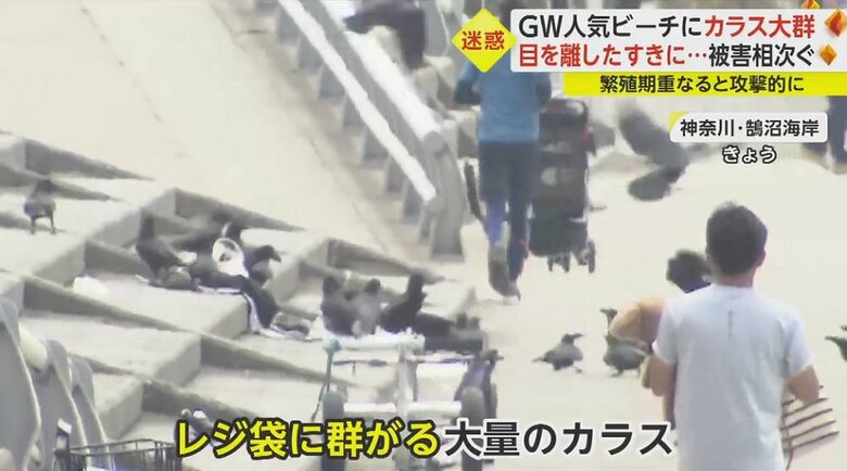 レジ袋に群がっている