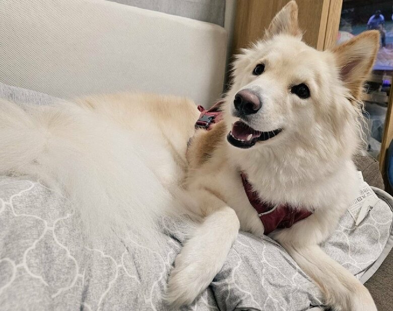 家族が笑うとニコニコするという