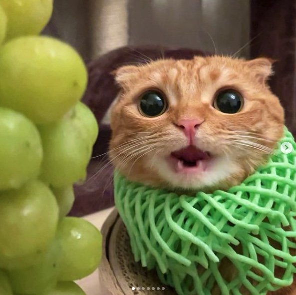 提供：IG @hinako_munchkinさん