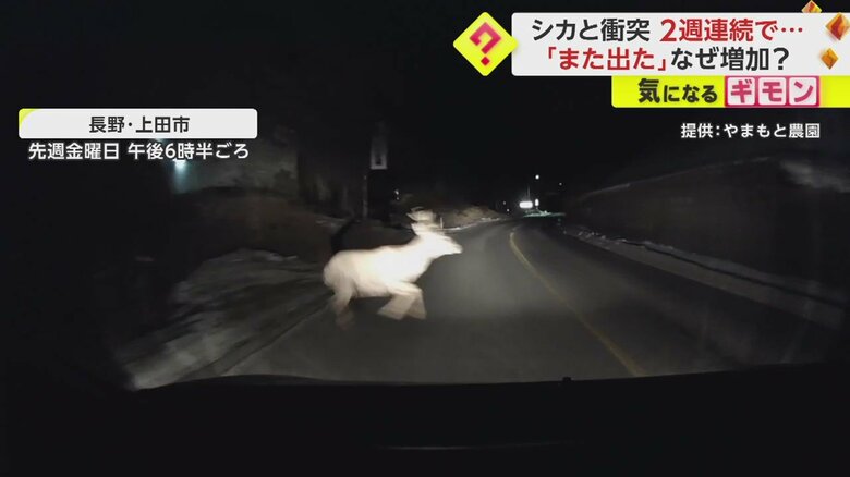 【ドライブレコーダー画像】シカと車の“衝突事故”の一部始終③