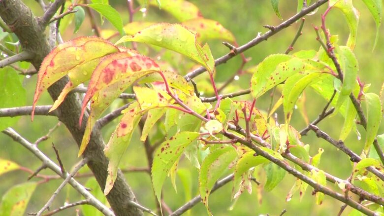 不作により実がついていないウメの木