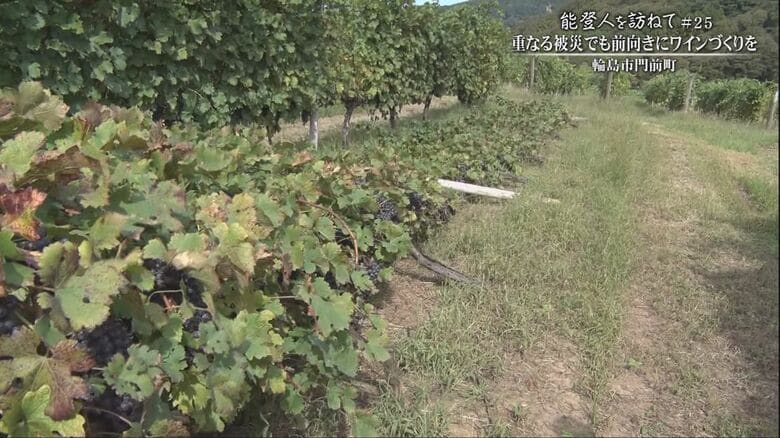 大雨でなぎ倒されたブドウの木