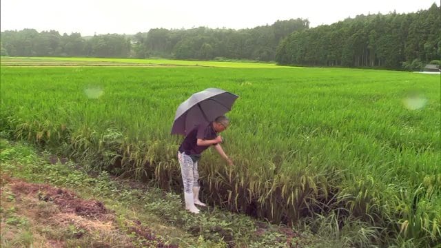 福島県楢葉町で再開したコメ作り