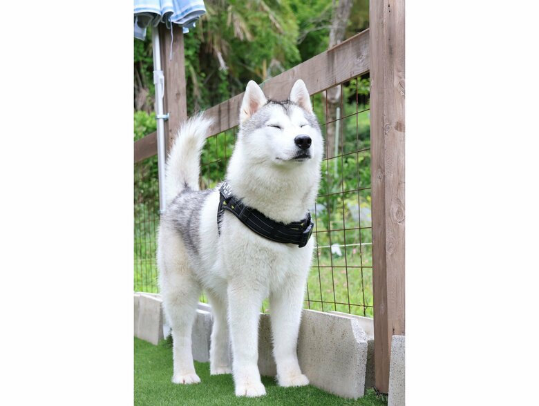 提供：スカイさん