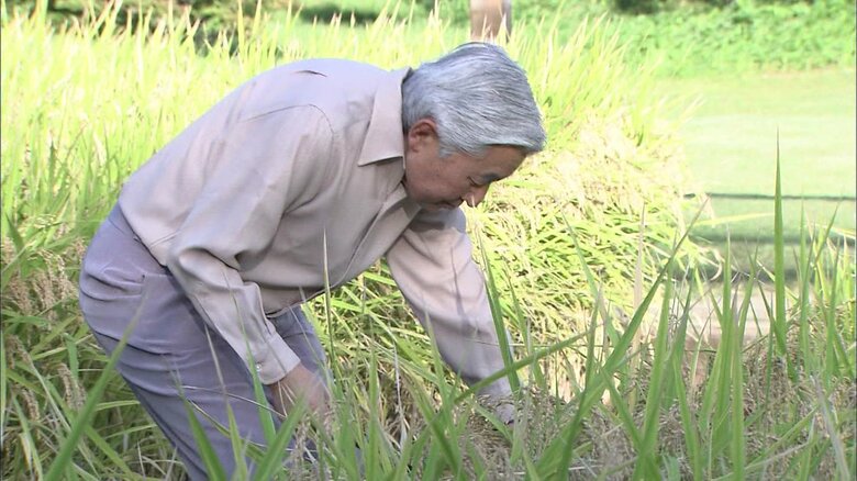 皇居内の水田で稲刈りをされる陛下