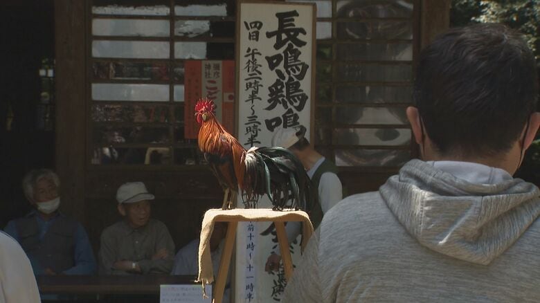 彌彦神社で開かれた鳴き合わせ会