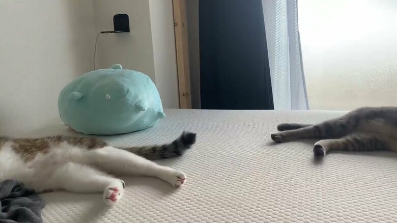 同時にゴロン。足の構図まで一緒だ