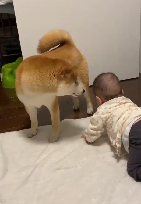 提供：torakichi602さん