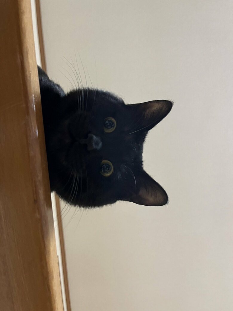 提供：サラミさん