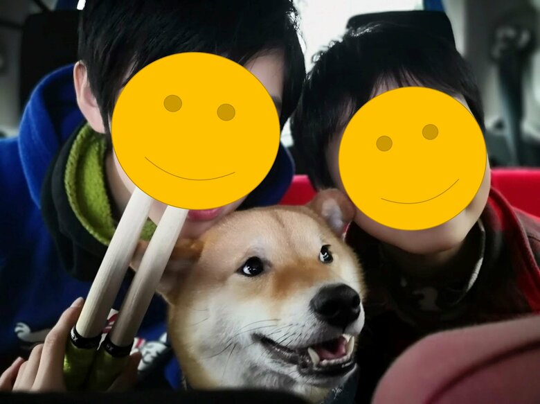 左：長男　右：次男（提供：柴犬スティーブch【コーギーと猫を添えて】さん）