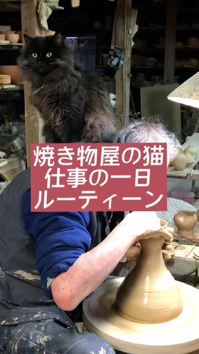 焼き物屋の猫　仕事の一日ルーティーン