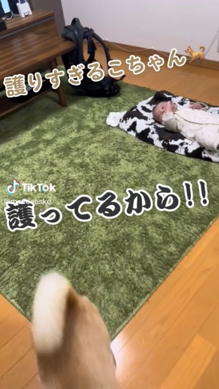 提供：柴犬こちゃんさん