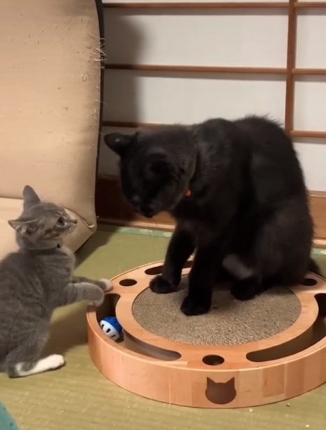 画面左にいるのがマーチェちゃん、右がネルソンくん