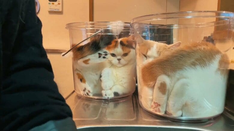 ８月31日の投稿では2つに。そして今回3つに増えたのだ