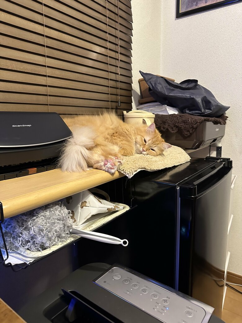 提供：ネコランドさん