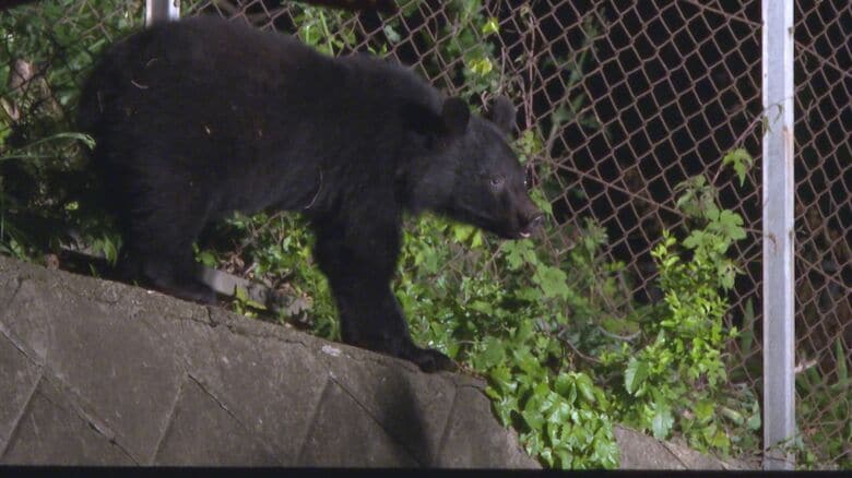 東北自動車道北上江釣子IC近くに現れた成獣とみられるクマ