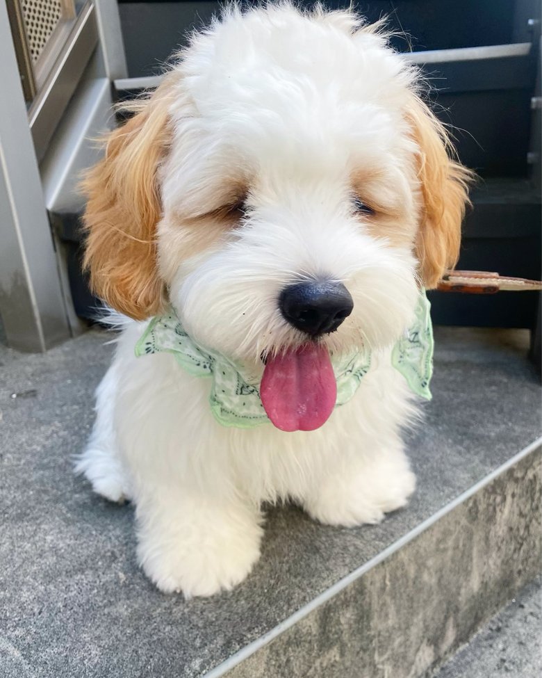 表情から暑さが伝わってくる