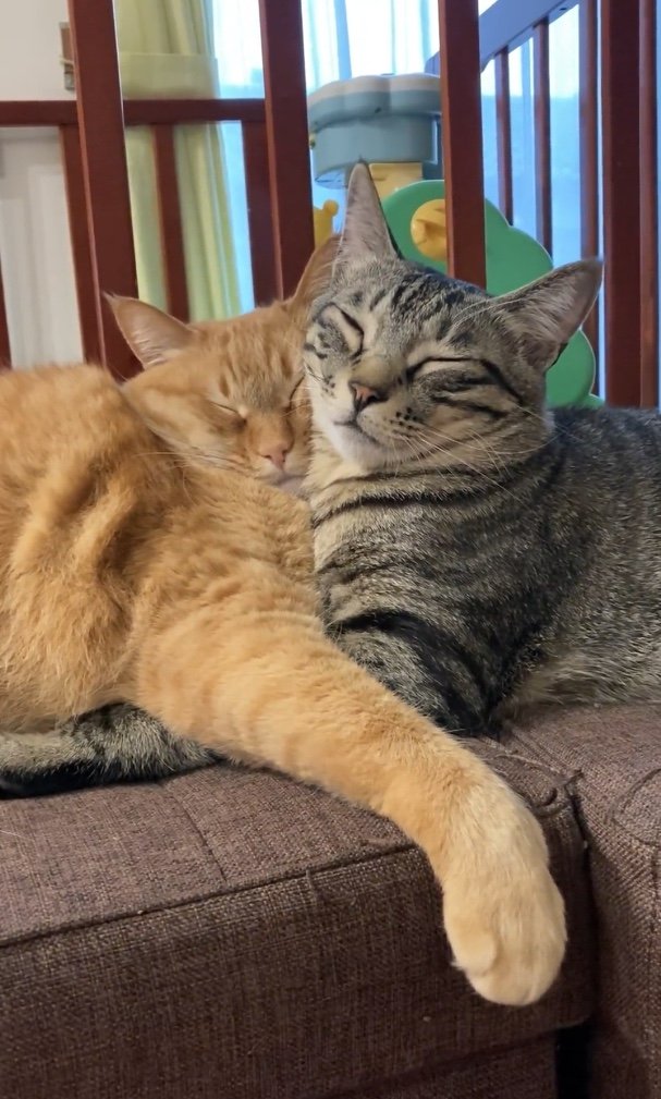 提供：かぎしっぽすず&つむぎさん