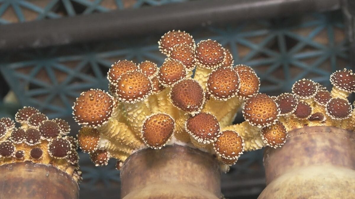 食べられる？見た目に驚く“幻のキノコ” 味と食感の良さで海外へも販路
