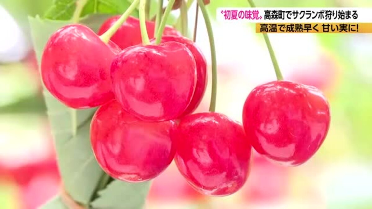 今年は早く熟して甘い！サクランボ狩り 「佐藤錦」など4種類が30分食べ