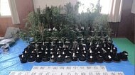 【一室から大麻草47本と乾燥大麻も】共同住宅で栽培し所持した疑いで飲食店経営の39歳男を逮捕＿別件捜査の中で容疑が浮上…テントや肥料・LEDライトも押収「営利目的は違う」容疑を一部否認〈北海道函館市〉