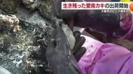 値上げはわずか“１００円”　愛南も書き入れ時に大量死　養殖カキ３週間遅れで生き残り出荷開始【愛媛】