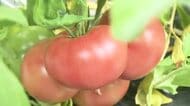 越前市特産の大玉トマト「紅しきぶ」収穫始まる　肉質しっかり、糖度高く特有の酸味も　7月下旬まで