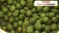 甘酸っぱい幻の果実　岡山県新庄村で特産のサルナシの収穫【岡山】