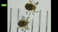 天草市の９０代女性がマダニ感染症『ＳＦＴＳ』で死亡　今年県内で初めて確認【熊本】