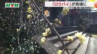 寺の境内で黄色の花「ロウバイ」が見頃 可憐な花々に住職は「毎年、楽しみにしてお越しになる方が…」