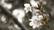 【速報】 東京で“桜の開花”発表！　去年より5日早く　この先も暖かい日続き一気に開花進む見込み　気象庁