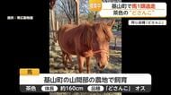 基山町で体長160センチの馬が逃走　筑紫野市でも目撃情報【佐賀県】