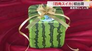 サイコロのような形「四角スイカ」善通寺市で出荷始まる　１個１万５０００円前後で販売【香川】
