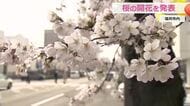 ソメイヨシノの「開花」福井地方気象台が発表　去年より6日早く