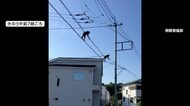 都内で野生動物の目撃増加　青梅でサル2匹が電線伝い激しく揺さぶり　港区・赤坂ではハクビシンも