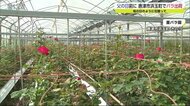 父の日にはバラの贈り物を 唐津市のバラ園で出荷ピーク【佐賀県】