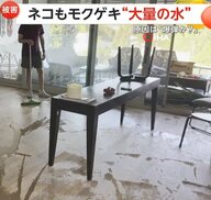 「こりゃタマらん」猫もビックリ！エーゲ海リゾートで噴き出す“大量の水”…水道管破裂で車のガラスは粉々、住宅9軒浸水　トルコ