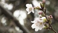 東京で“桜の開花”発表　去年より5日早く　この先も暖かい日続き一気に開花進む見込み　気象庁