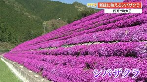 新緑に映える四万十町大正のシバザクラ 【高知】