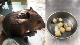 カリッ バキ シャク 動物の咀嚼音を Asmr で配信 東武動物公園におすすめを聞いた