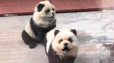中国“パンダ犬” 正体は毛染めした「チャウチャウ」　1匹10万5000円で販売業者に問い合わせ殺到 「動物虐待」との声も