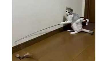 遊ぶのに飼い主の手は借りない! “釣り名人”な猫が器用すぎる